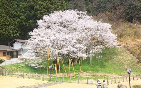 Garyu-zakura